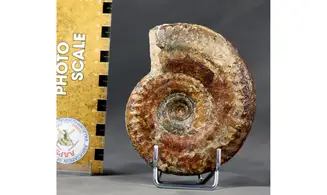 Hildoceras bifrons