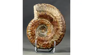 Hildoceras bifrons