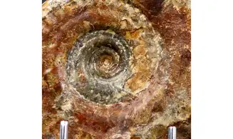 Hildoceras bifrons