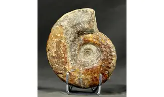 Hildoceras bifrons