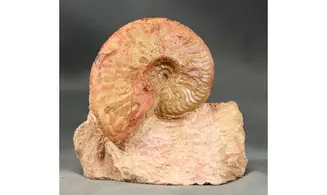 Bredyia gr. Alleoni