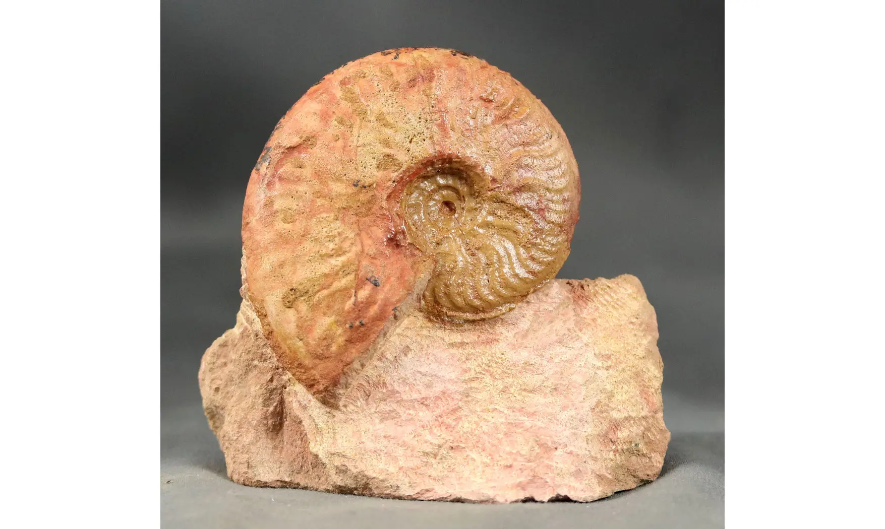 Bredyia gr. Alleoni