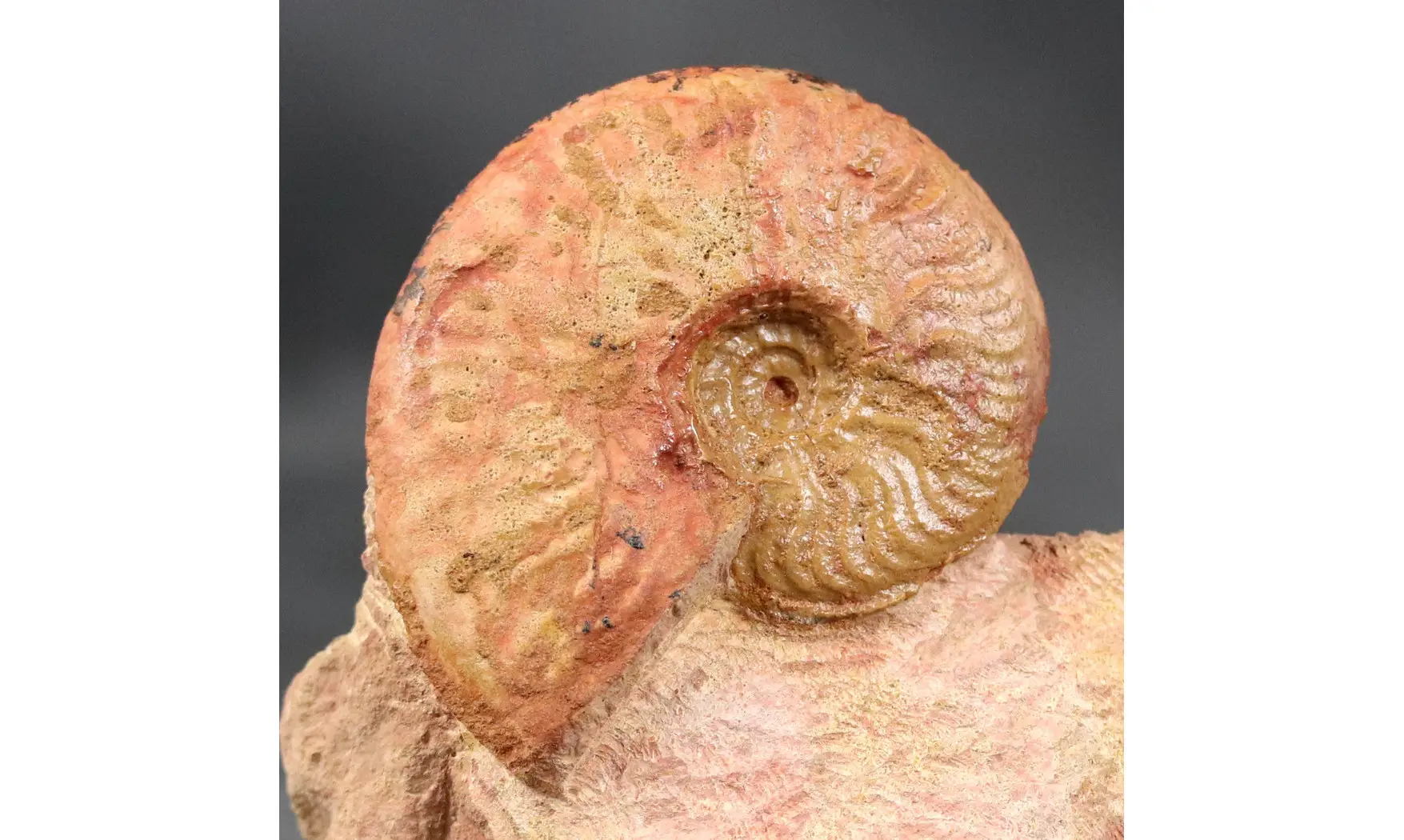 Bredyia gr. Alleoni