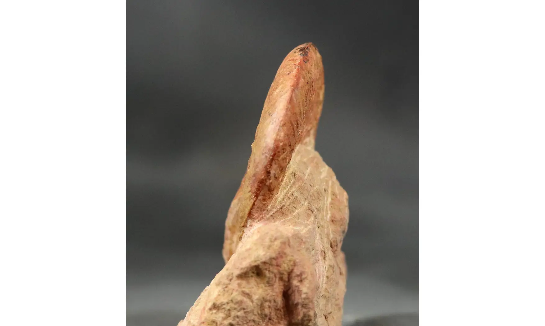 Bredyia gr. Alleoni