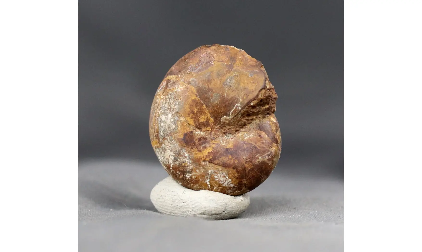Phylloceras heterophyllum