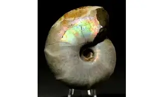 Desmoceras latidorsatum