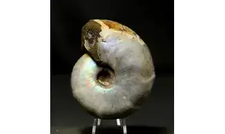 Desmoceras latidorsatum