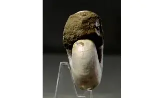 Desmoceras latidorsatum