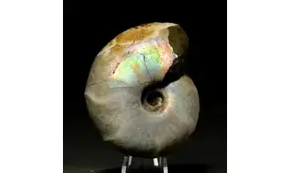 Desmoceras latidorsatum