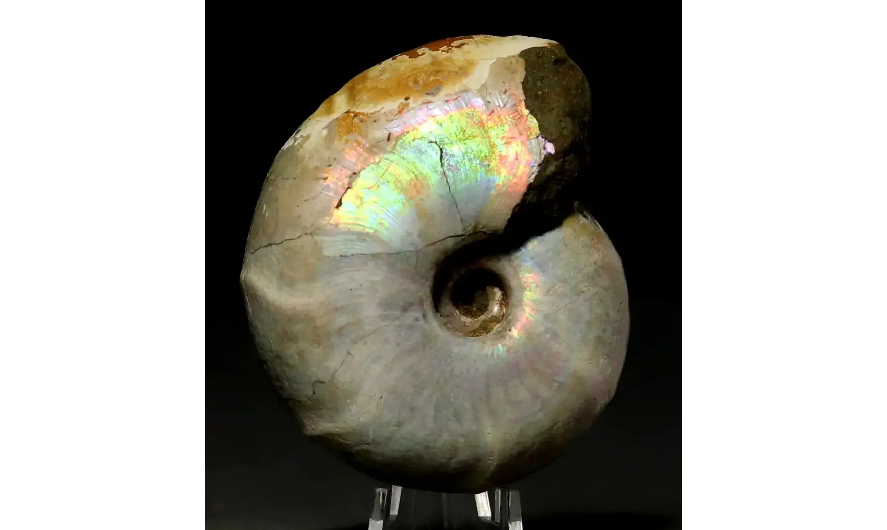 Desmoceras latidorsatum