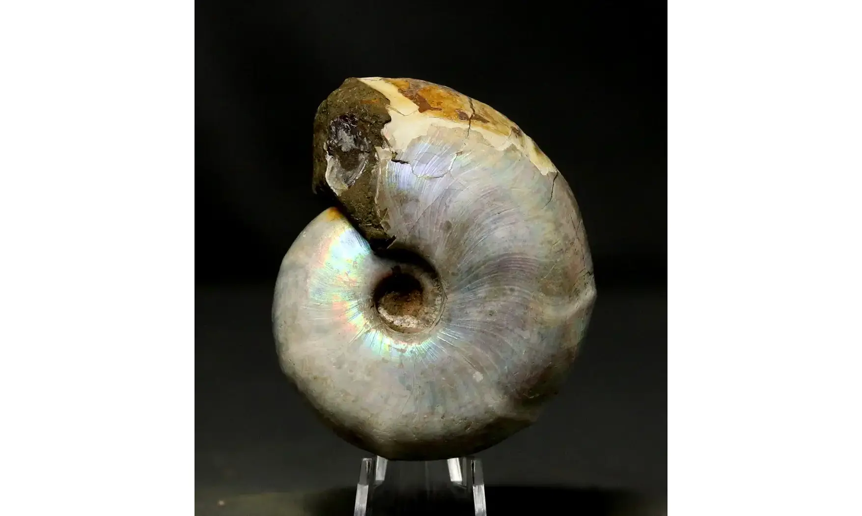 Desmoceras latidorsatum