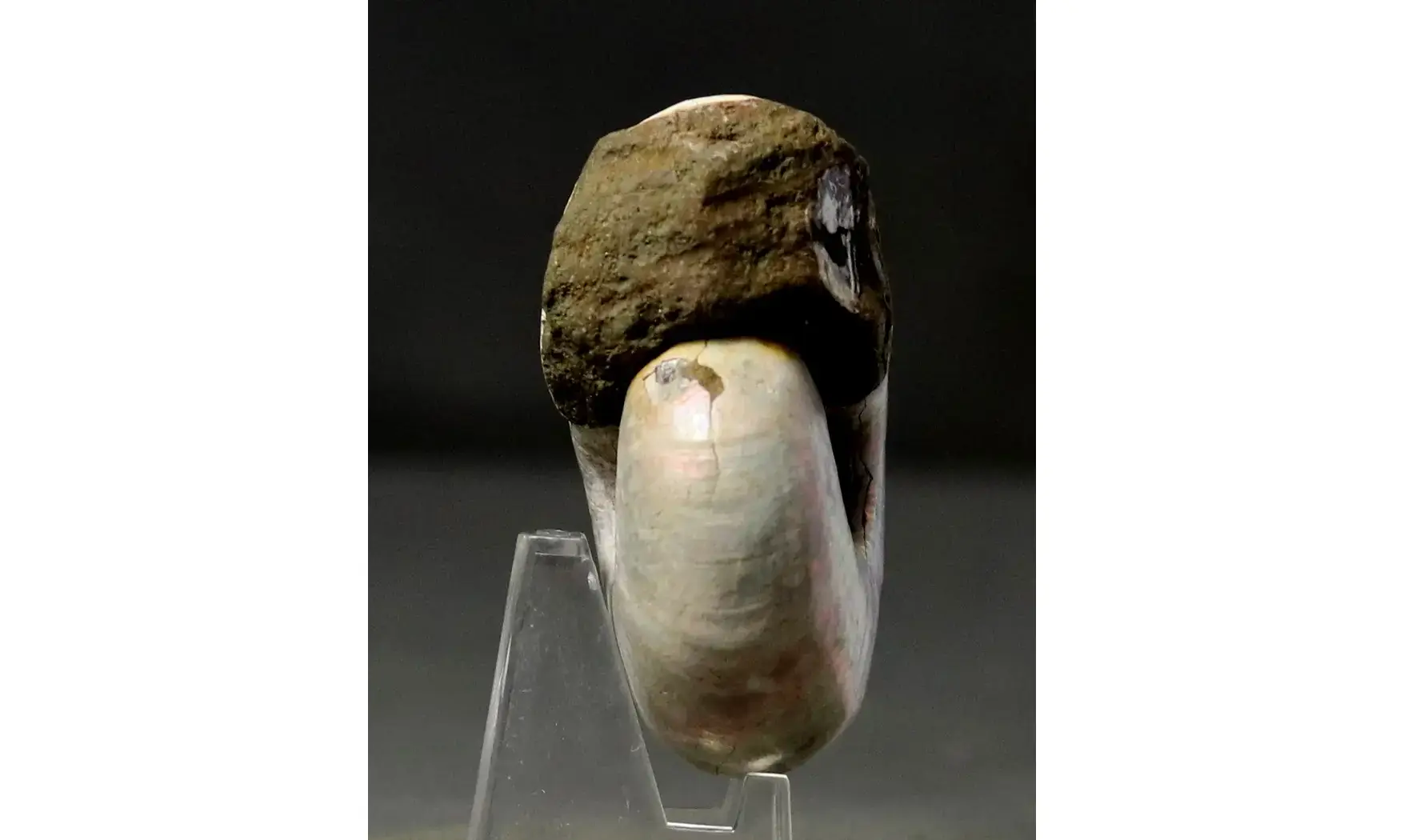 Desmoceras latidorsatum