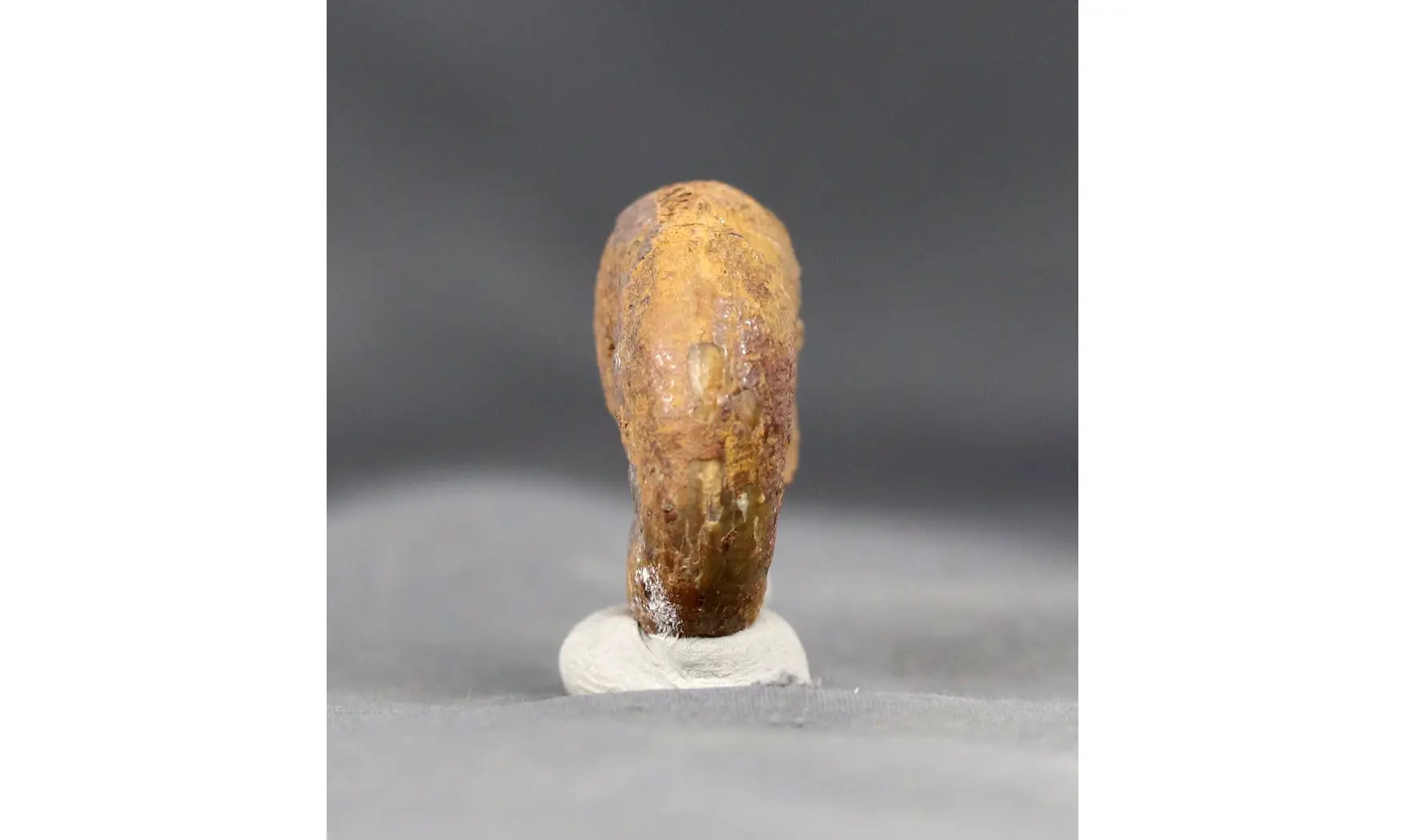 Calliphylloceras milssoni