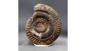 Hildoceras bifrons