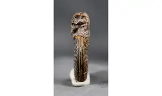 Hildoceras bifrons