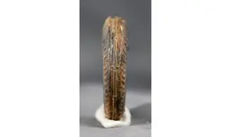 Hildoceras bifrons