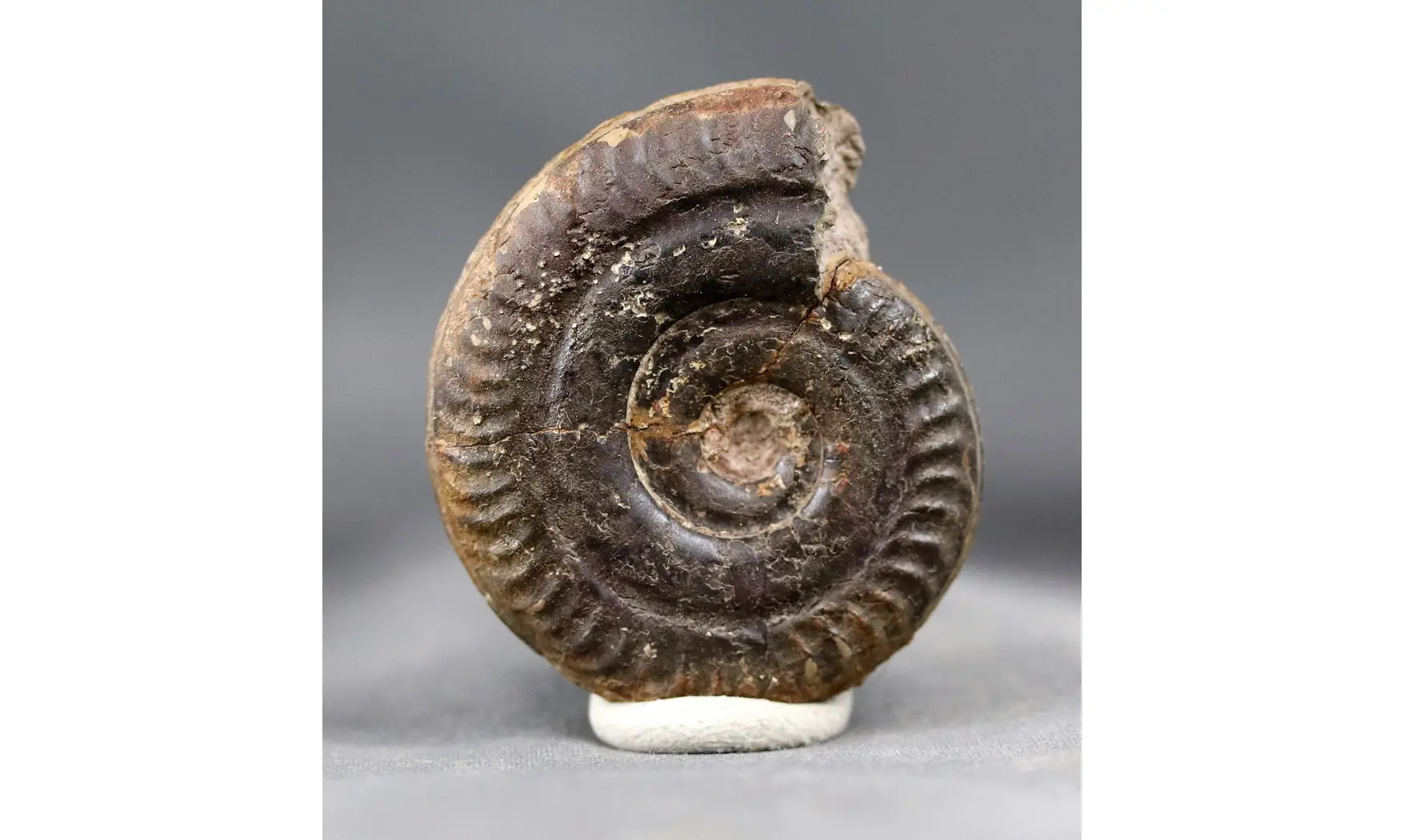Hildoceras bifrons