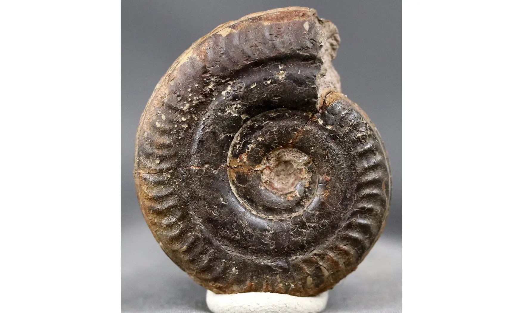 Hildoceras bifrons