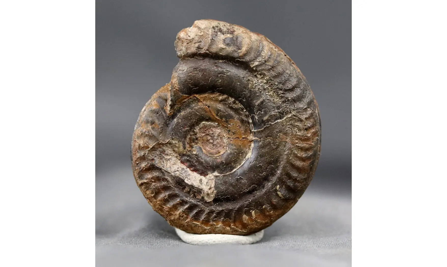 Hildoceras bifrons