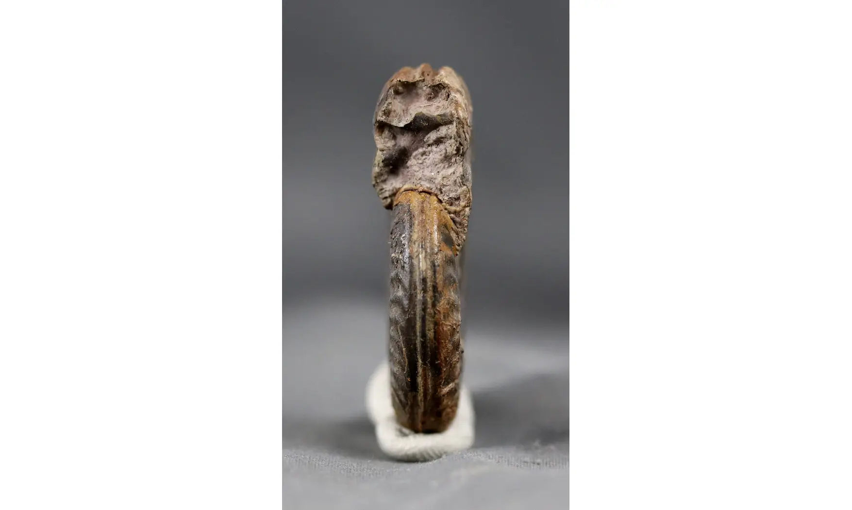 Hildoceras bifrons