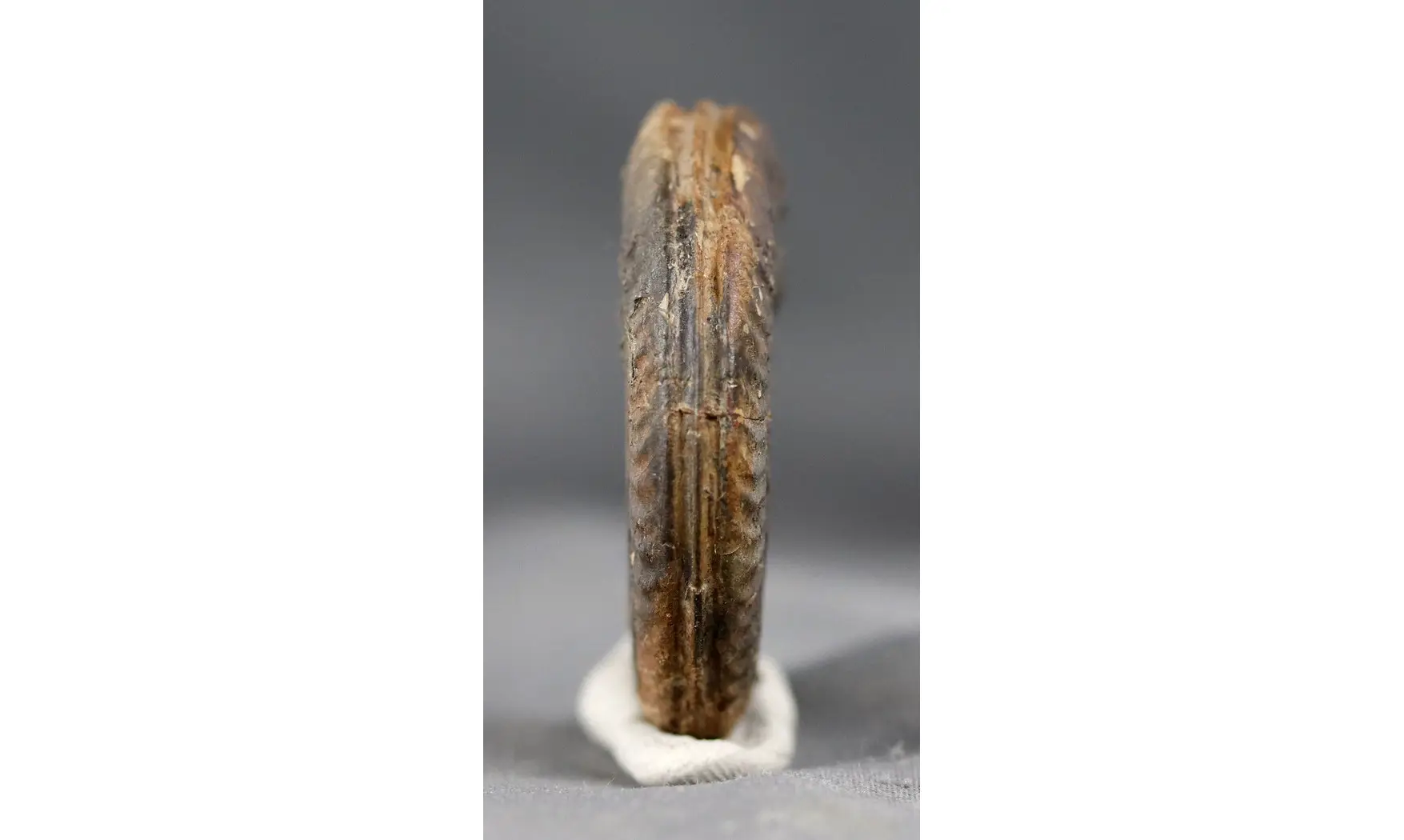 Hildoceras bifrons