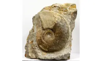 Witchellia laeviuscula