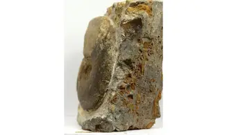 Witchellia laeviuscula