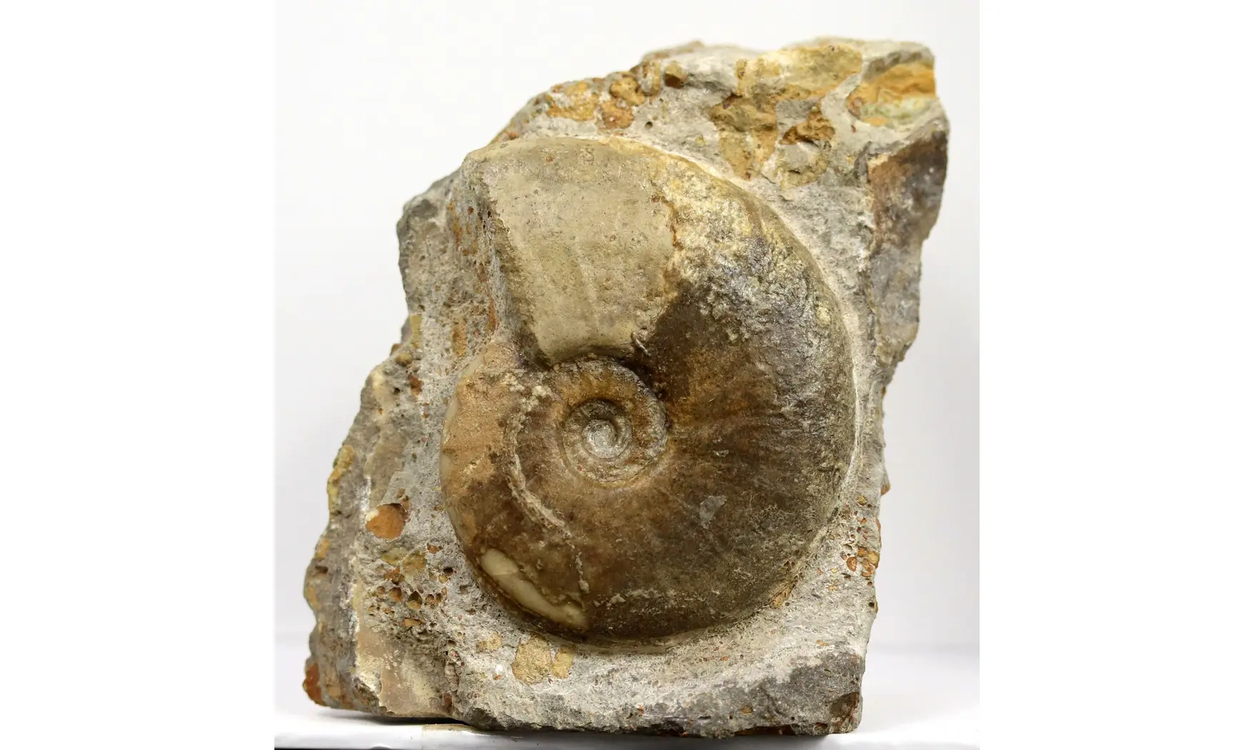 Witchellia laeviuscula