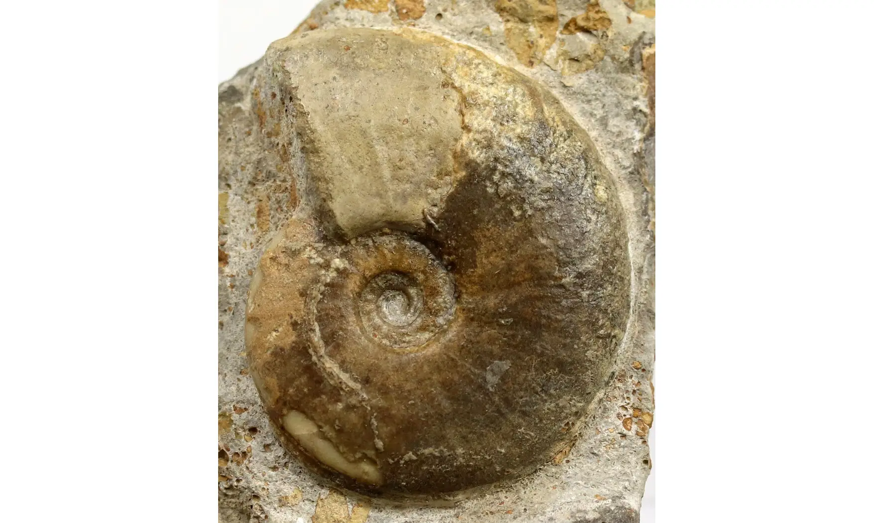 Witchellia laeviuscula
