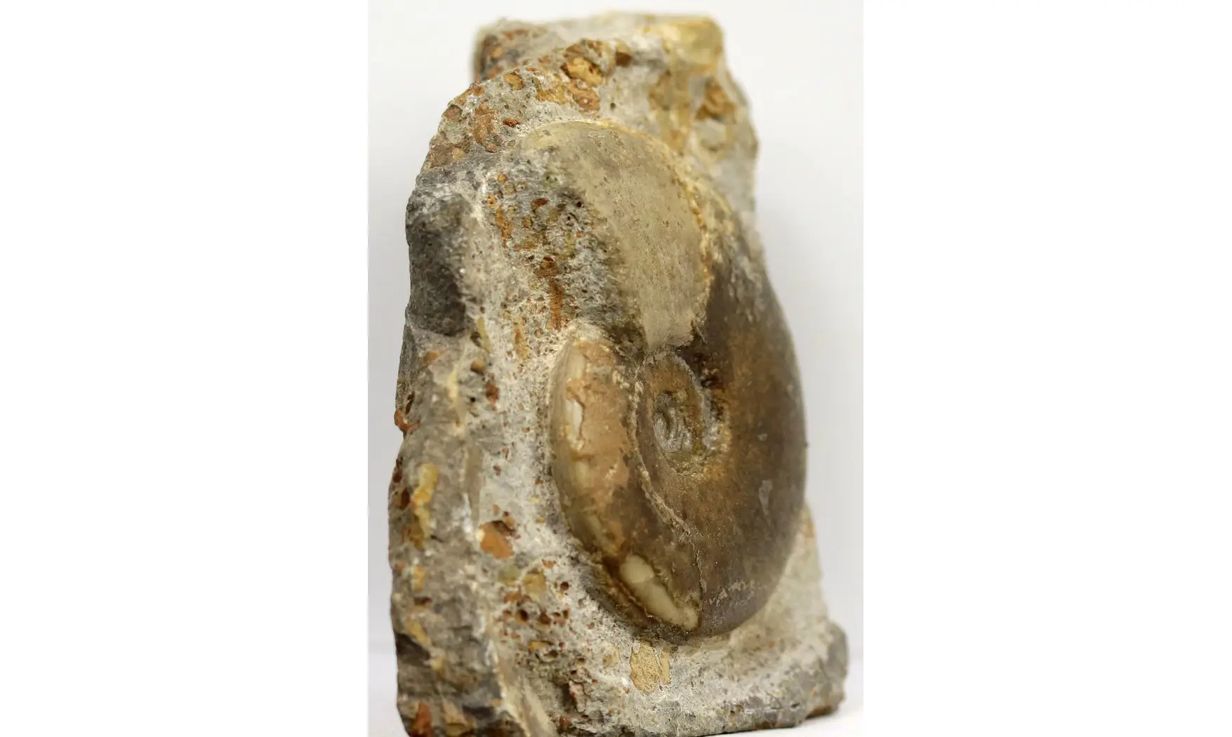 Witchellia laeviuscula