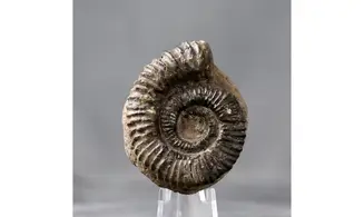 Aegocrioceras spathi