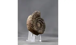 Aegocrioceras spathi