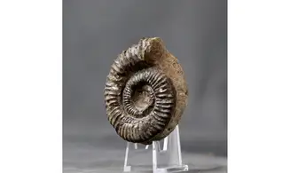 Aegocrioceras spathi