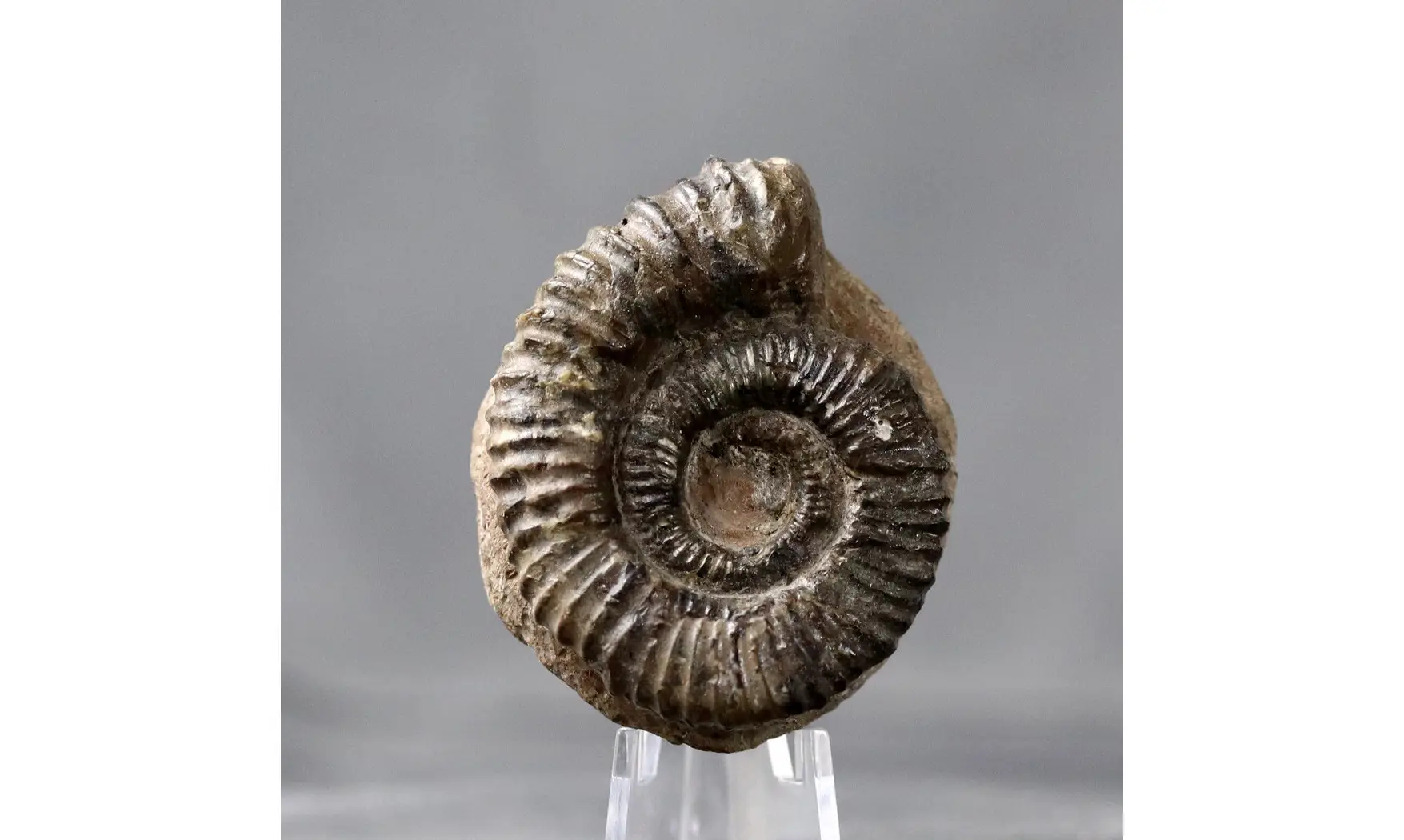 Aegocrioceras spathi