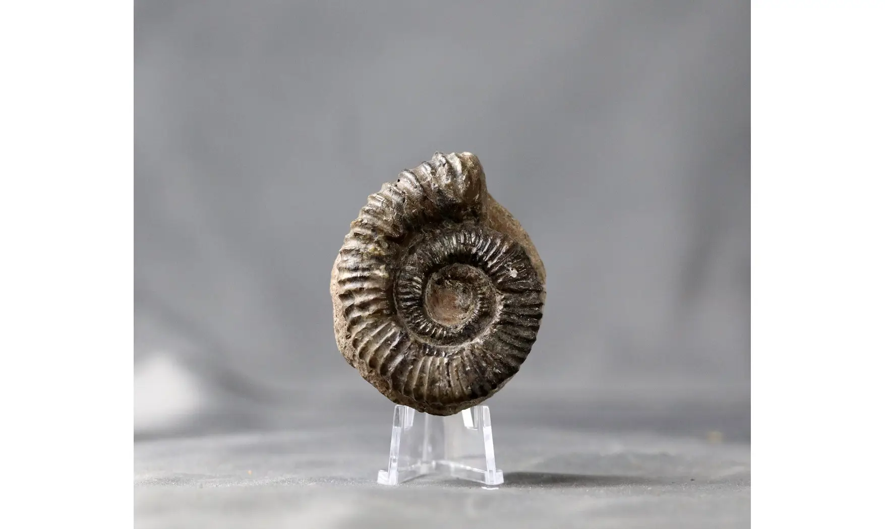 Aegocrioceras spathi