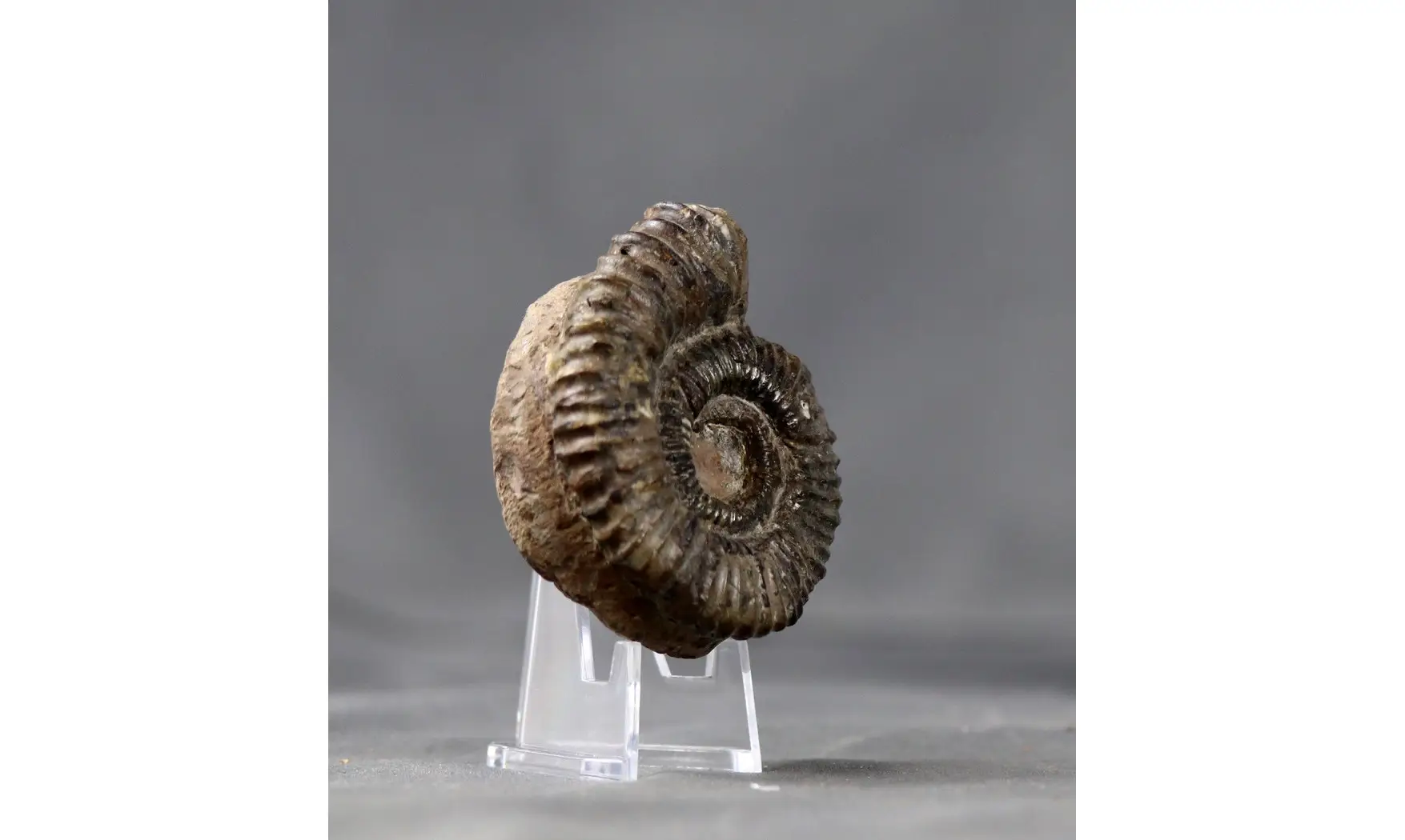 Aegocrioceras spathi