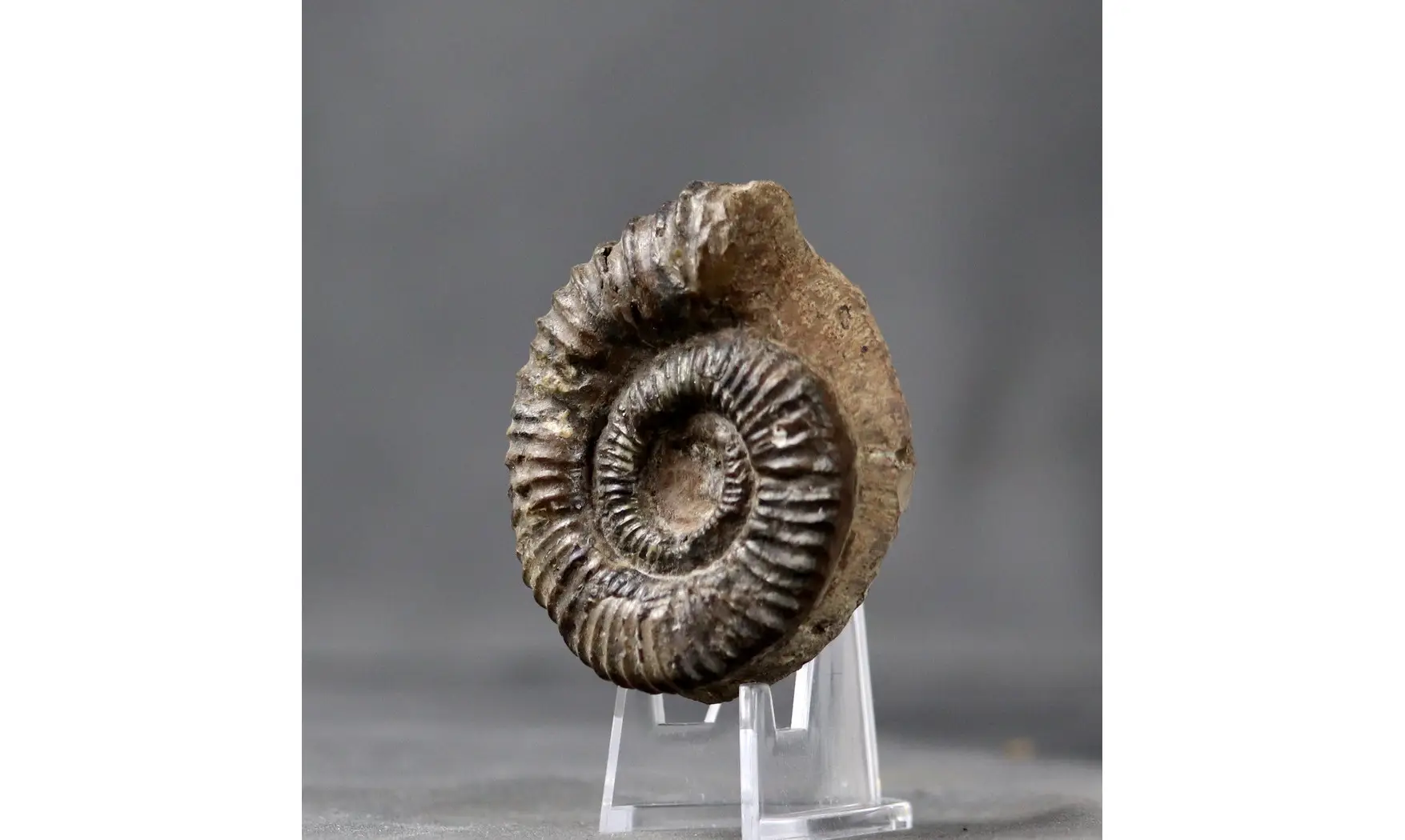Aegocrioceras spathi