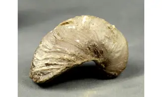 Gryphaea arcuata