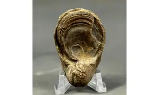 Gryphaea arcuata