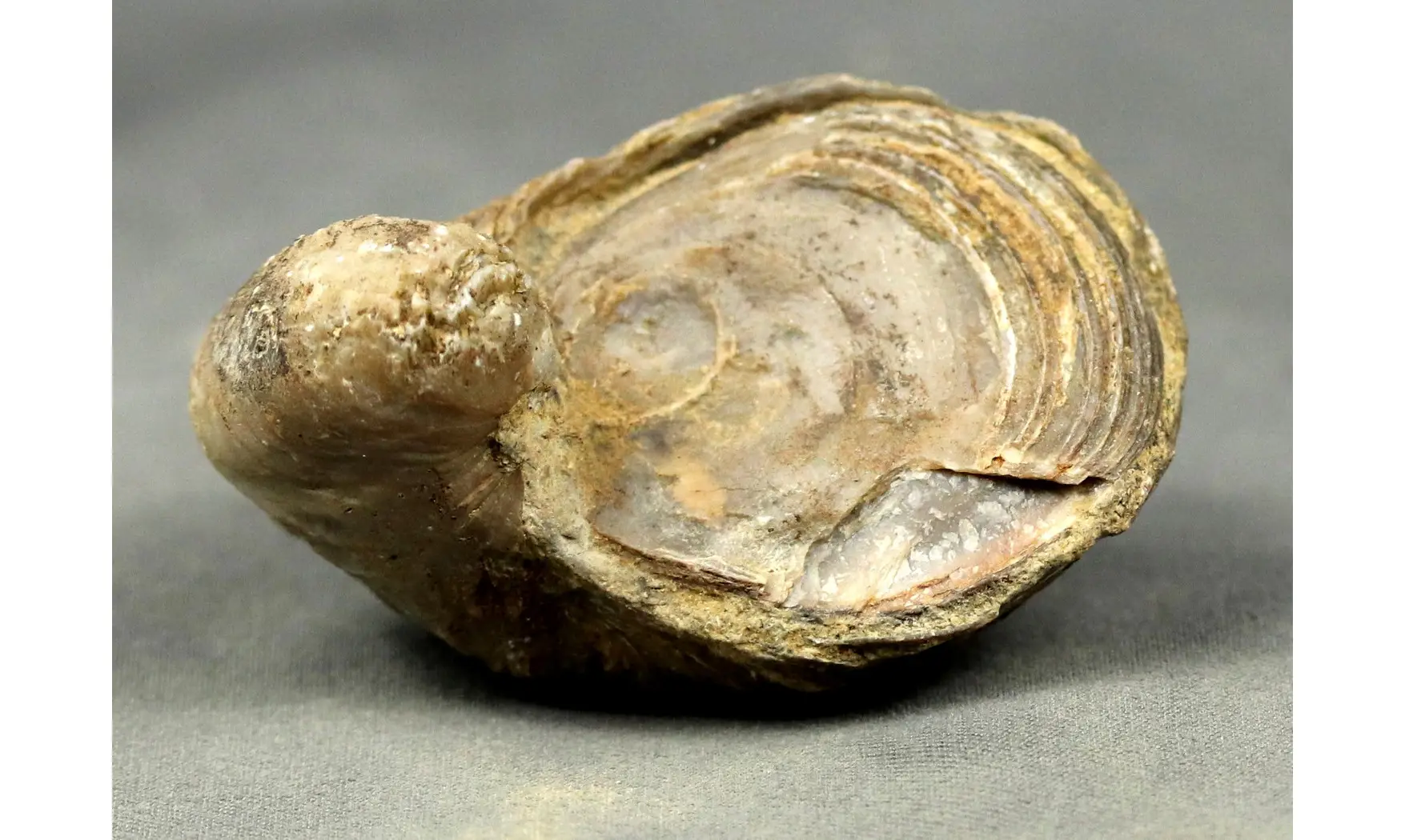 Gryphaea arcuata