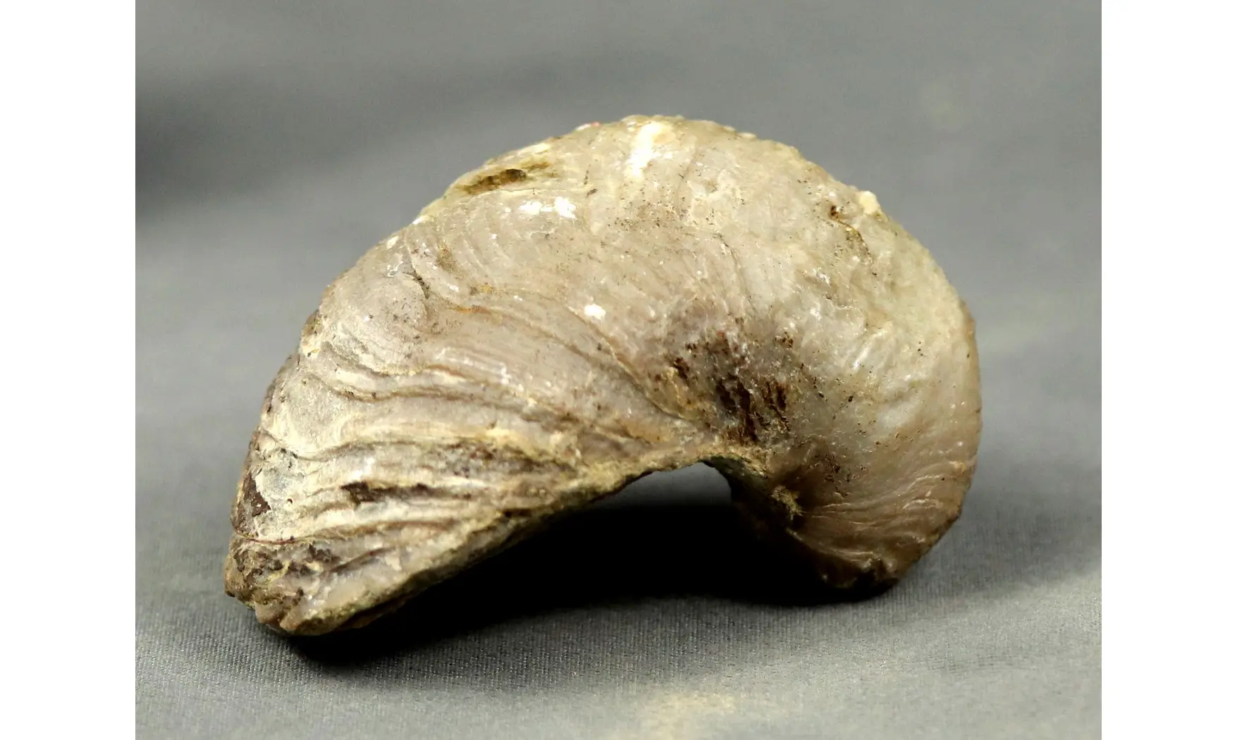 Gryphaea arcuata