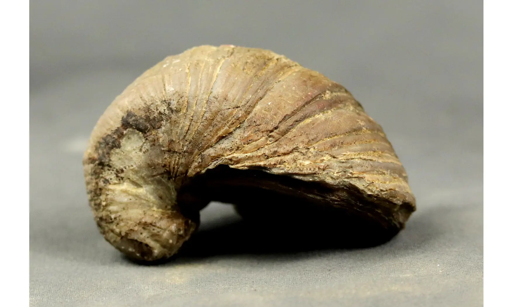 Gryphaea arcuata