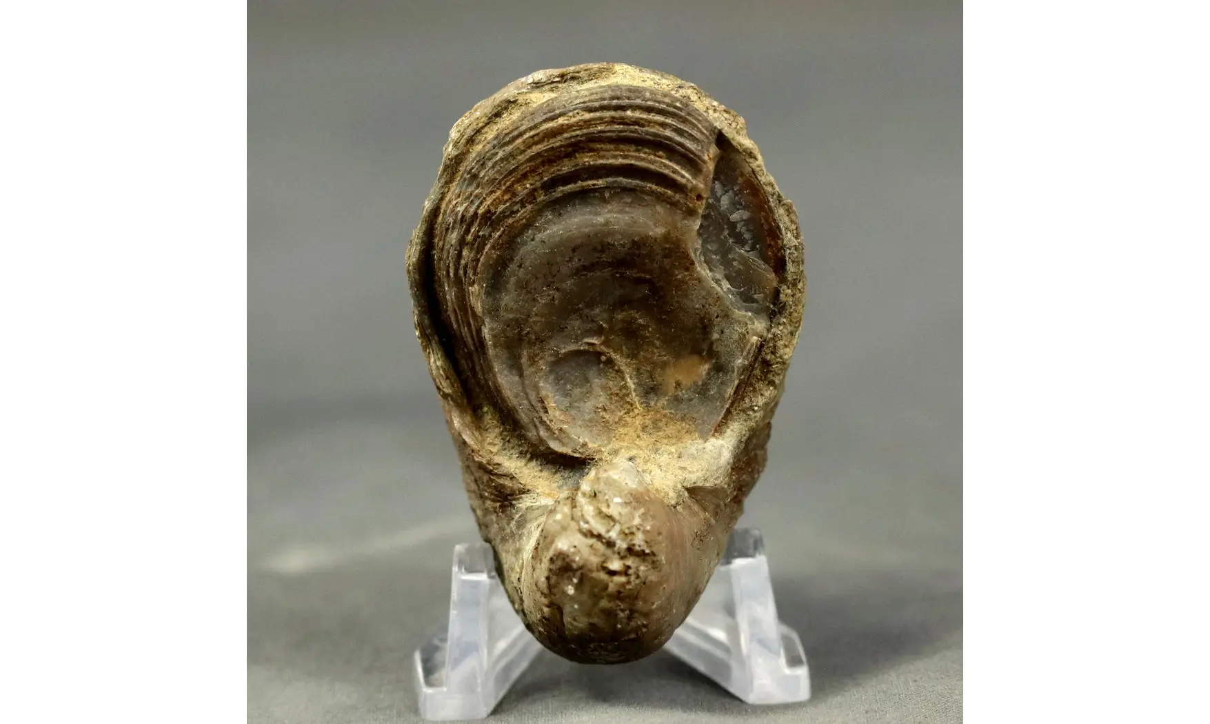 Gryphaea arcuata