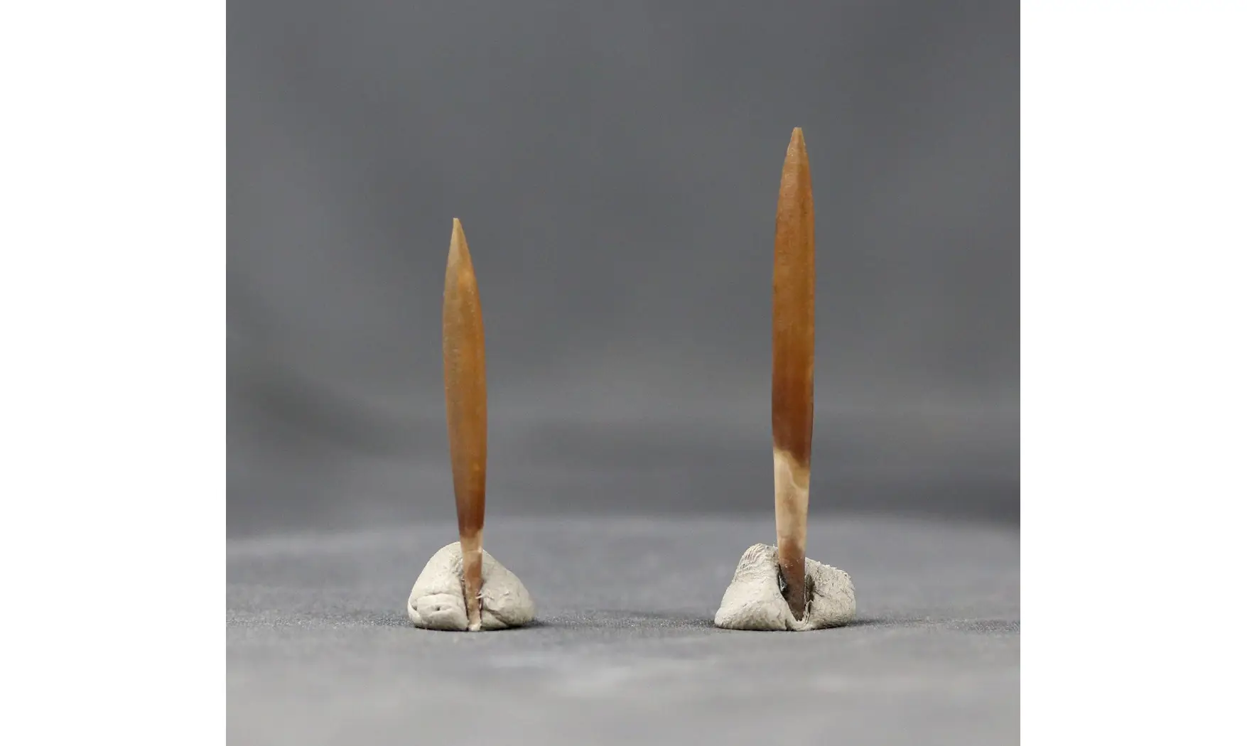 Cylindroteuthis abbreviata