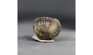 Thurmanella obrita