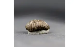 Thurmanella obrita