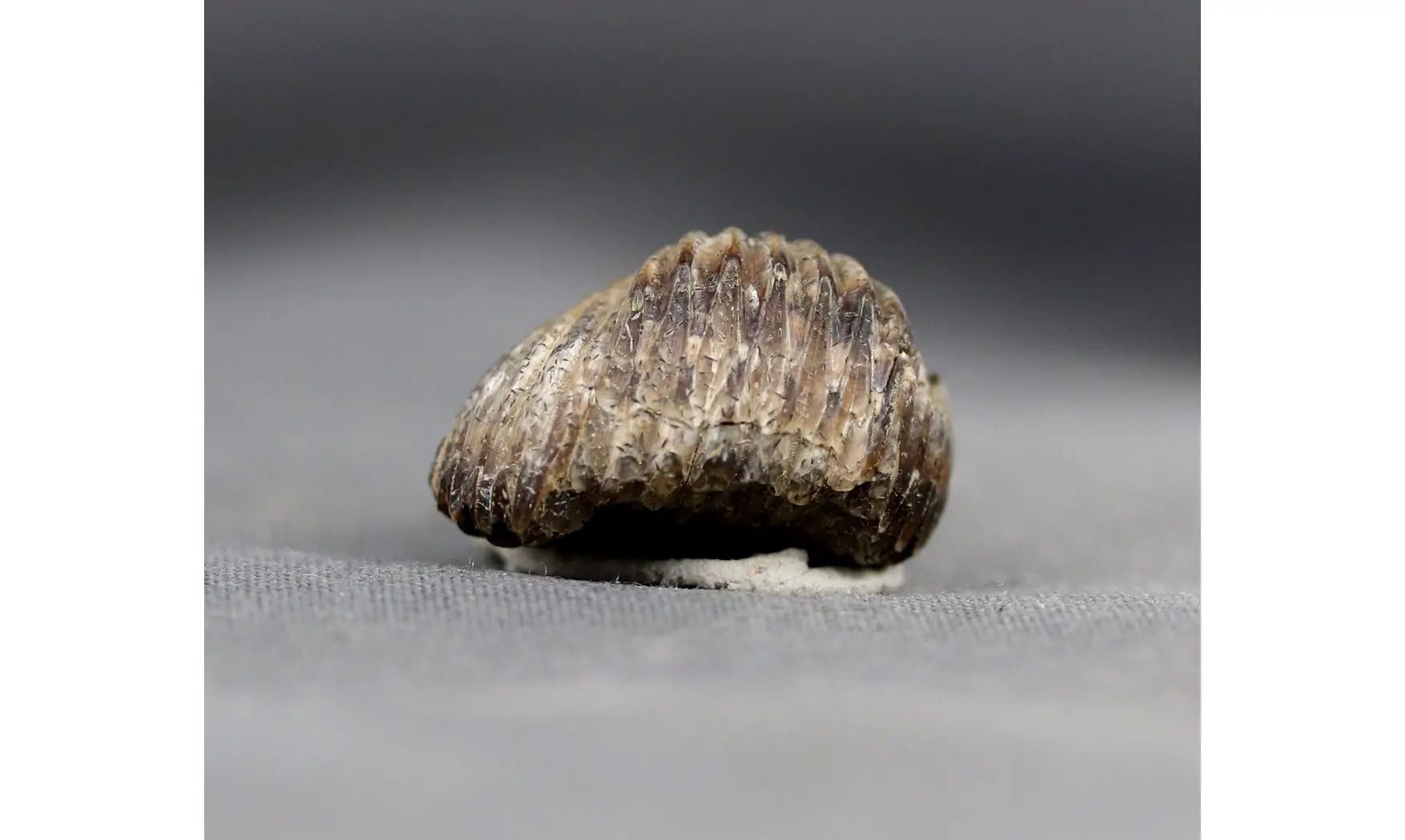 Thurmanella obrita