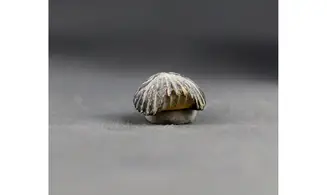 Thurmanella obrita