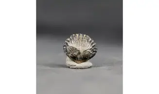 Thurmanella obrita