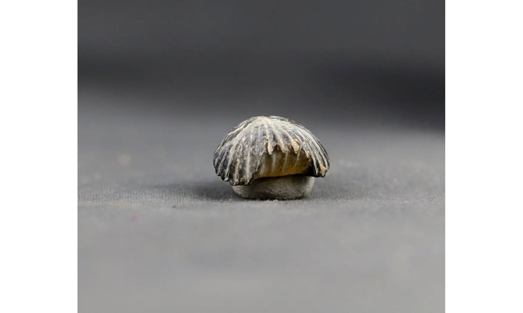 Thurmanella obrita